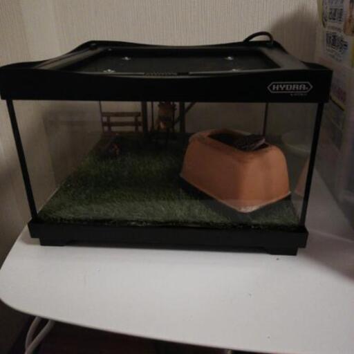 爬虫類　ケージ　セット　ヒョウモントカゲモドキ