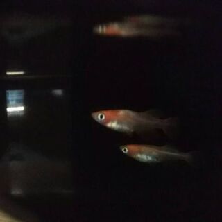 竜章鳳姿メダカ 4
