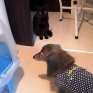 ありがとうございました里親さん決まりました】８か月位の黒猫のメス猫 