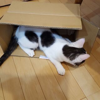 保護子猫うしまるくん（おちび）・里親さんを探しています − 栃木県