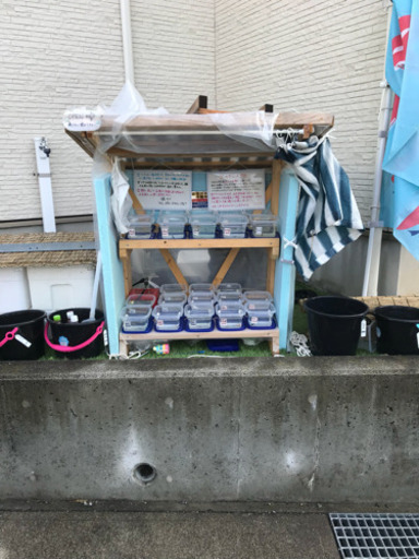 ゴールデンメダカ無人販売所 紅灯 忘却の翼 タルミロングフィンヒカリ 夜桜 黄桜ラメ オーロラ黄ラメなどなど ゴールデンメダカ 富士宮のその他の中古あげます 譲ります ジモティーで不用品の処分