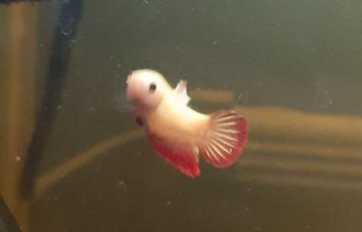 ワイルドベタ　珍しい　ホワイトインベリス　淡水魚