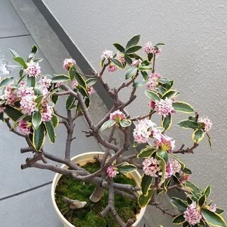 中古沈丁花が無料 格安で買える ジモティー 中古沈丁花が無料 格安で買える ジモティー