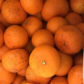 【ネット決済】柑橘せとか5kg 訳あり　有機肥料のみで栽培