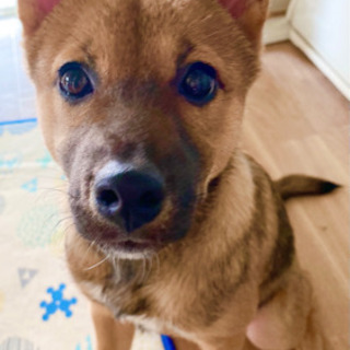 京都府の犬の里親募集 ジモティー