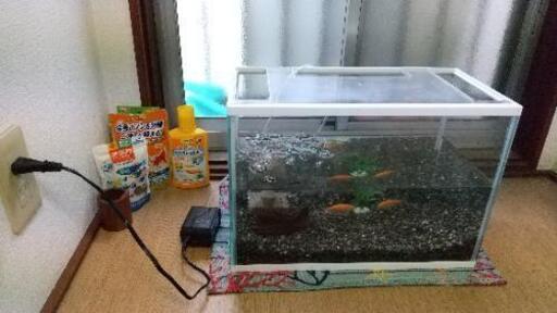 引取決まりました 急募 金魚２匹 カワムツ ６匹 水槽セット きなこ 伝法の家具の中古あげます 譲ります ジモティーで不用品の処分