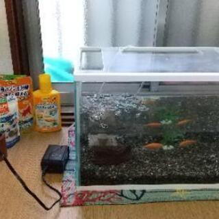 引取決まりました 急募 金魚２匹 カワムツ ６匹 水槽セット きなこ 伝法の家具の中古あげます 譲ります ジモティーで不用品の処分