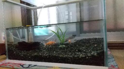 引取決まりました 急募 金魚２匹 カワムツ ６匹 水槽セット きなこ 伝法の家具の中古あげます 譲ります ジモティーで不用品の処分