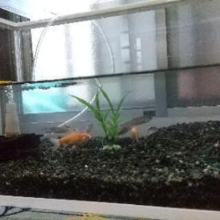 引取決まりました 急募 金魚２匹 カワムツ ６匹 水槽セット きなこ 伝法の家具の中古あげます 譲ります ジモティーで不用品の処分