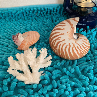 貝殻＆サンゴセット