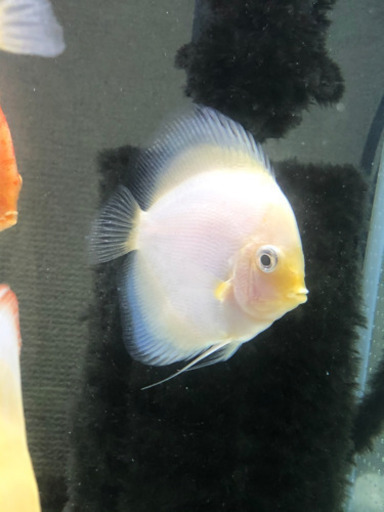 アルビノディスカス3種セット(熱帯魚水槽) - その他 