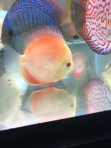 アルビノディスカス3種セット(熱帯魚水槽) - その他 
