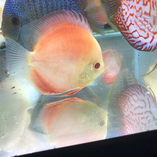 アルビノディスカス3種セット(熱帯魚水槽) アルビノディスカス3種セット(熱帯魚水槽)