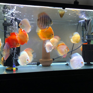 アルビノディスカス3種セット(熱帯魚水槽)