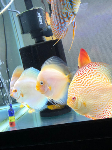 アルビノディスカス3種セット(熱帯魚水槽) - その他 