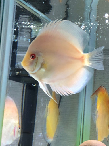 アルビノディスカス3種セット(熱帯魚水槽)