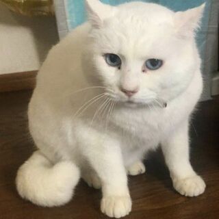 ゆったり穏やかなブルーアイの白猫君