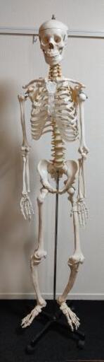 人体模型　骸骨　骨　等身大　スタンド付　現状品