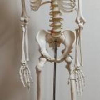 人体模型　骸骨　骨　等身大　スタンド付　現状品