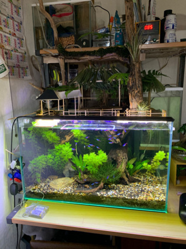 水槽、熱帯魚、流木、水草 お寺橋 のみ