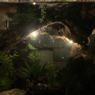水槽、熱帯魚、流木、水草 お寺橋 のみ