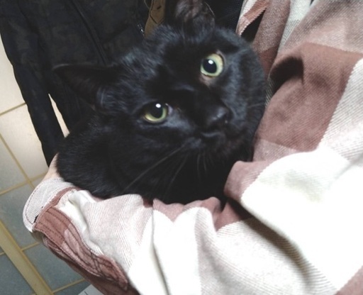 背中に乗っちゃう黒猫の男の子 Happy22 秋田の猫の里親募集 ジモティー 背中に乗っちゃう黒猫の男の子 Happy22 秋田の猫の里親募集 ジモティー