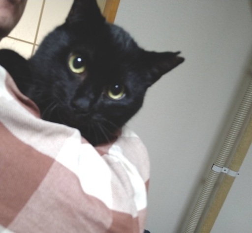 背中に乗っちゃう黒猫の男の子 Happy22 秋田の猫の里親募集 ジモティー 背中に乗っちゃう黒猫の男の子 Happy22 秋田の猫の里親募集 ジモティー