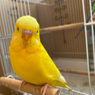 セキセイインコ 親子(ｵｽ)お願いします - その他