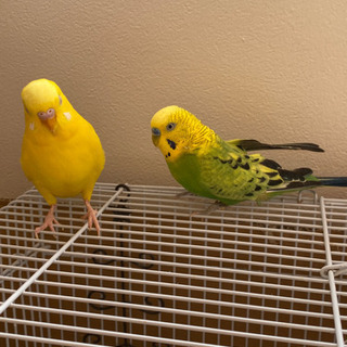 セキセイインコ 親子(ｵｽ)お願いします