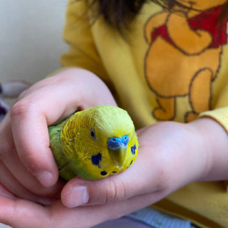 セキセイインコ 親子(ｵｽ)お願いします - 里親募集