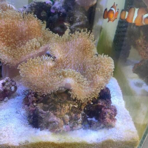 元気な海キノコライブロック付値段下げました フミ 高座渋谷の家具の中古あげます 譲ります ジモティーで不用品の処分