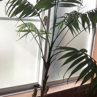 観葉植物　アレカヤシ