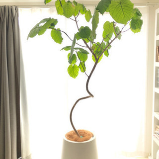 商談中】観葉植物 ウンベラータ 193cm