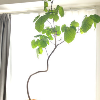 商談中】観葉植物 ウンベラータ 193cm