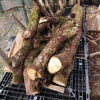 【3月末まで】柿の木 伐採木 キノコ原木栽培などに🍄