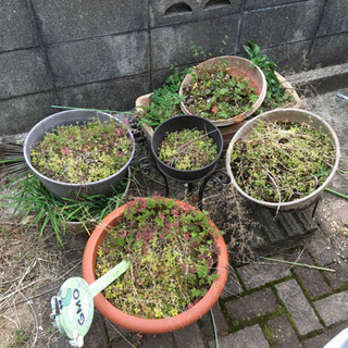 植木鉢、プランター