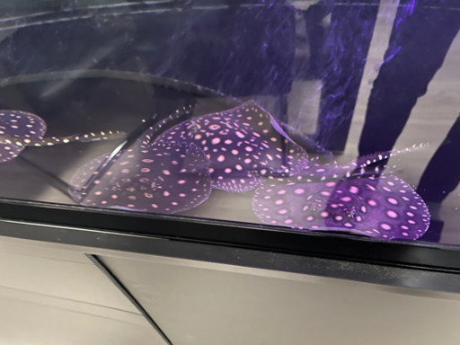 淡水エイ/クロコダイルスティングレイ、ダイヤモンドポルカなど