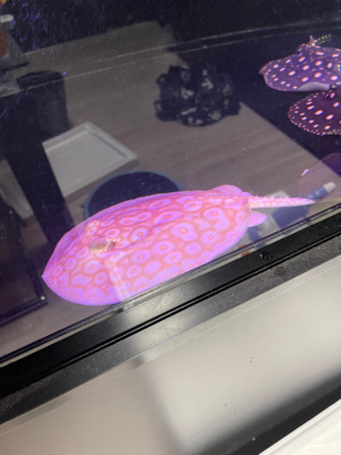 淡水エイ/クロコダイルスティングレイ、ダイヤモンドポルカなど