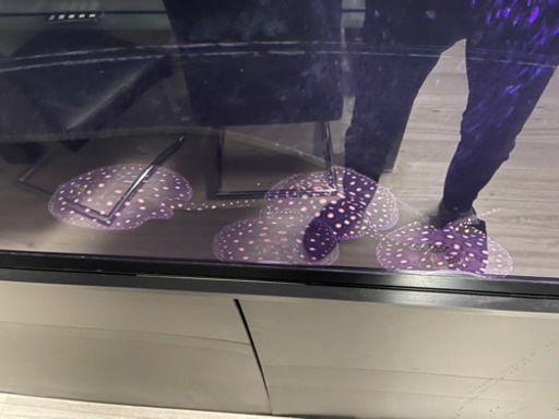 淡水エイ/クロコダイルスティングレイ、ダイヤモンドポルカなど