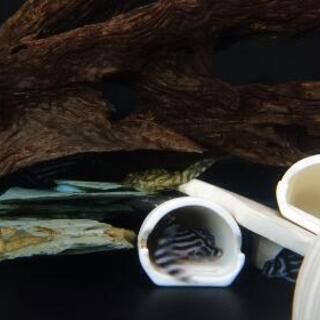 プレコセット♪ インペ、リアル、アルビノ☆