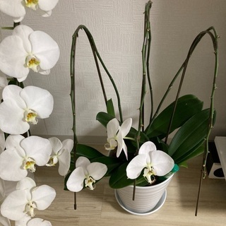 その他 胡蝶蘭 4鉢