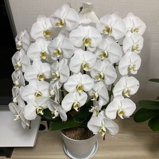 胡蝶蘭 4鉢 - その他