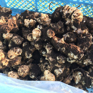 菊芋　有機栽培　50kg  30,000円