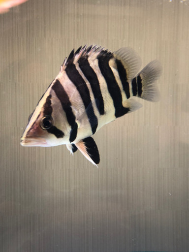 ダトニオプラスワン（約13㎝）