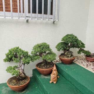沖縄県の中古盆栽が無料 格安で買える ジモティー