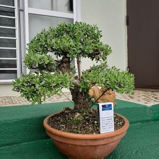 盆栽売ります❗委託販売