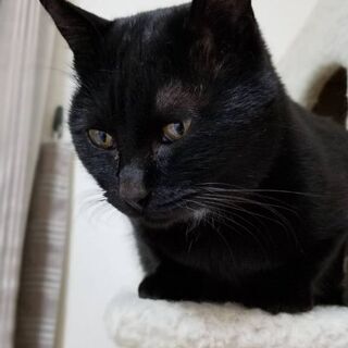 急募！推定2歳位　人とナデナデが大好きな黒猫くん − 福岡県