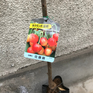 中古佐藤錦が無料 格安で買える ジモティー