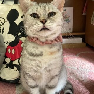 優しい母猫小梅ちゃん