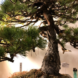 盆栽】五葉松(ごようまつ)樹齢120年